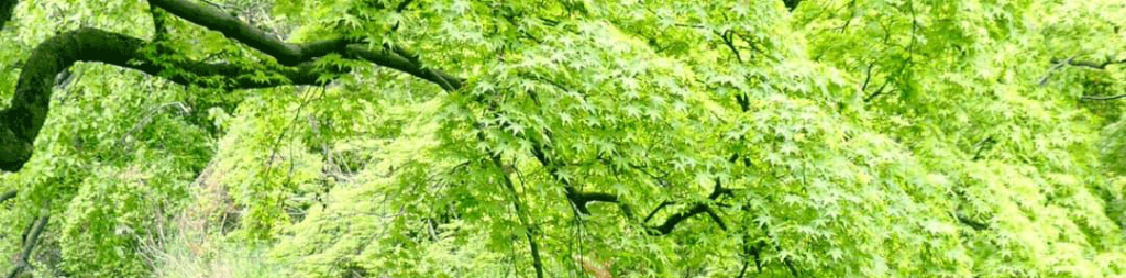 研究マニュアル │ 帝京科学大学 生命環境学部 生命科学科 生体機能分子科学・サステイナブル有機化学研究室 高谷 光